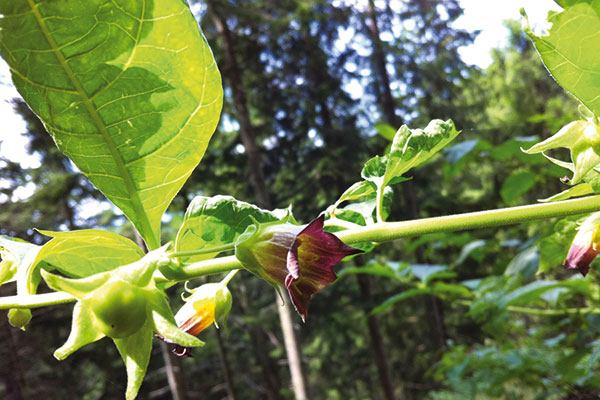 Homöopathie Heilpraktiker Rosenheim