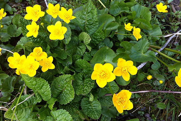 Naturheilkunde Heilpraxis Rosenheim